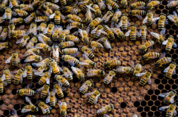 a32c2b7b-afc1-4c66-8b61-16d41c12198c