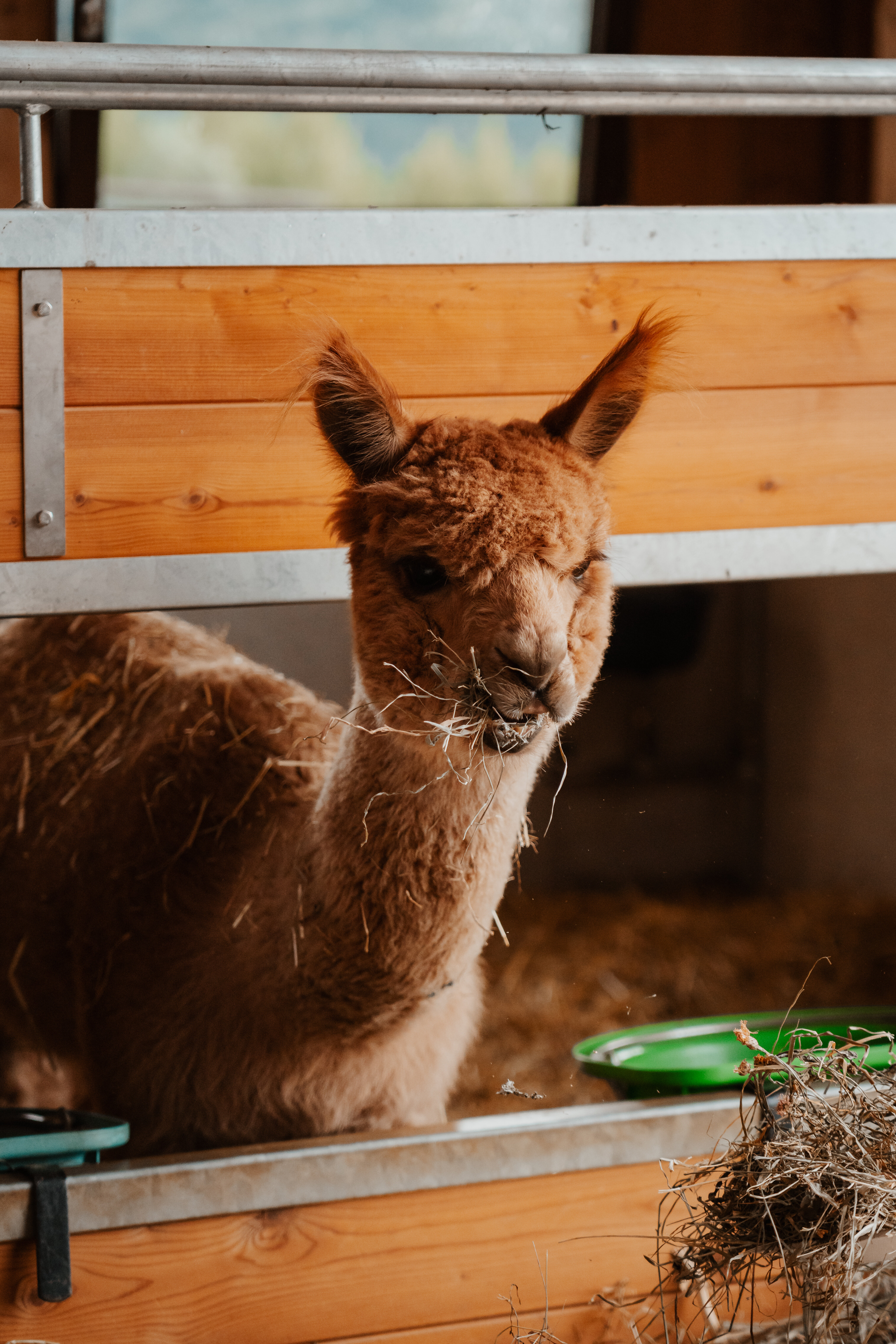 Il Battesimo di Rocco: un sogno semplice immerso nella magia della natura