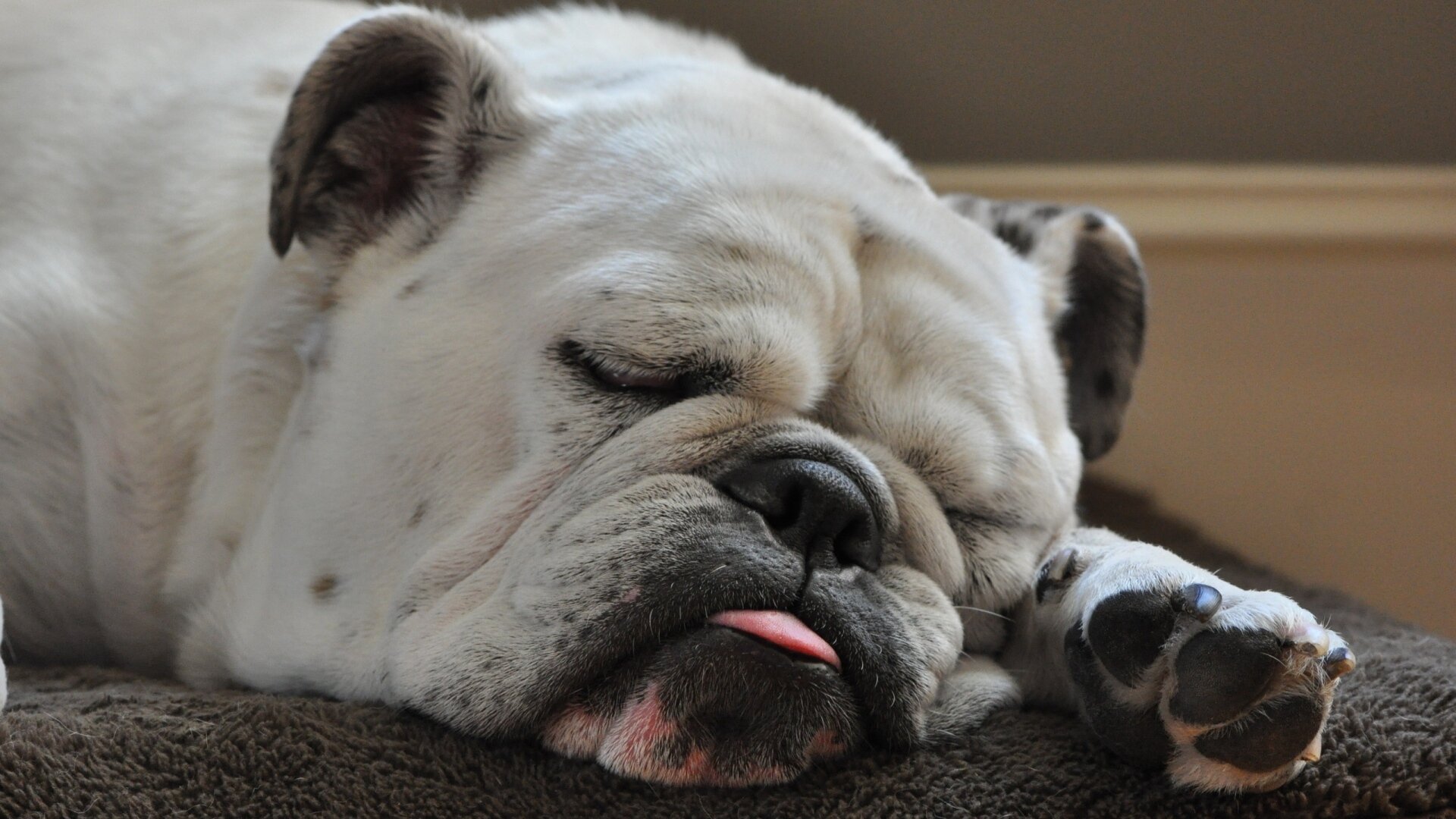 Il colpo di calore Il colpo di calore