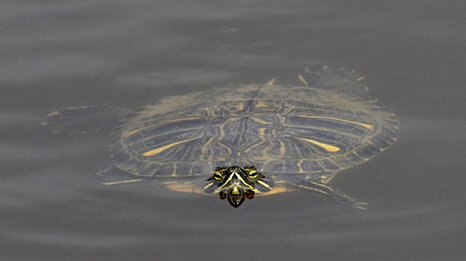 7f3d9a01a6f24b8b86886d3b1702ee9e 7f3d9a01a6f24b8b86886d3b1702ee9e