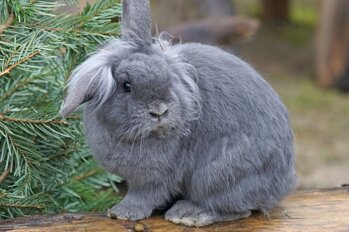 dwarf-rabbit-1207527_960_720