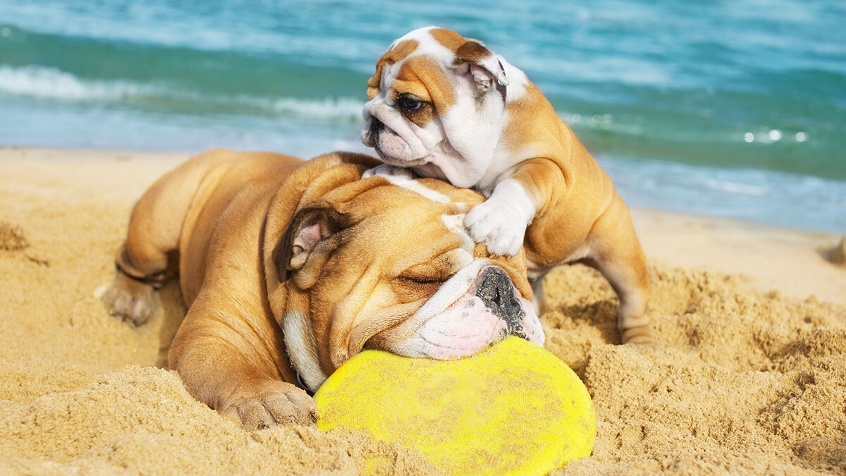 Cani e gatti in vacanza con noi, ecco cosa fare per i nostri amici Cani e gatti in vacanza con noi, ecco cosa fare per i nostri amici