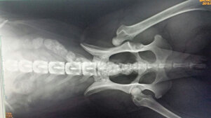 33a6cf3d5f2346ef9debf950a7b3e9fb