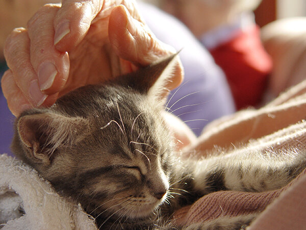 pet-therapy-gatto.jpg pet-therapy-gatto.jpg