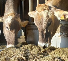 0a821166-0210-4d8f-8737-ae248bda1949 0a821166-0210-4d8f-8737-ae248bda1949