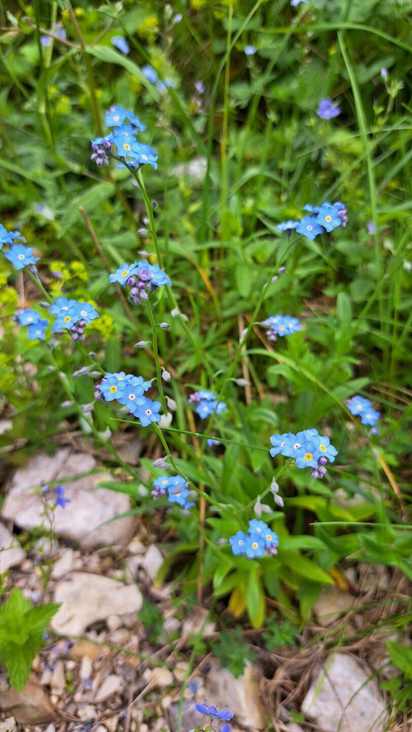 fiore6.jpeg fiore6.jpeg