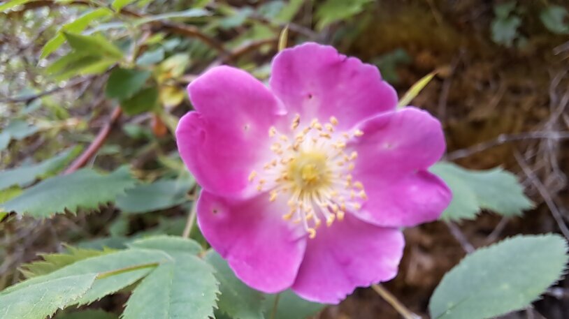 fiore4.jpeg fiore4.jpeg