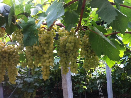 0ed55d98-0256-42e1-9f74-042a8c1d9256 0ed55d98-0256-42e1-9f74-042a8c1d9256