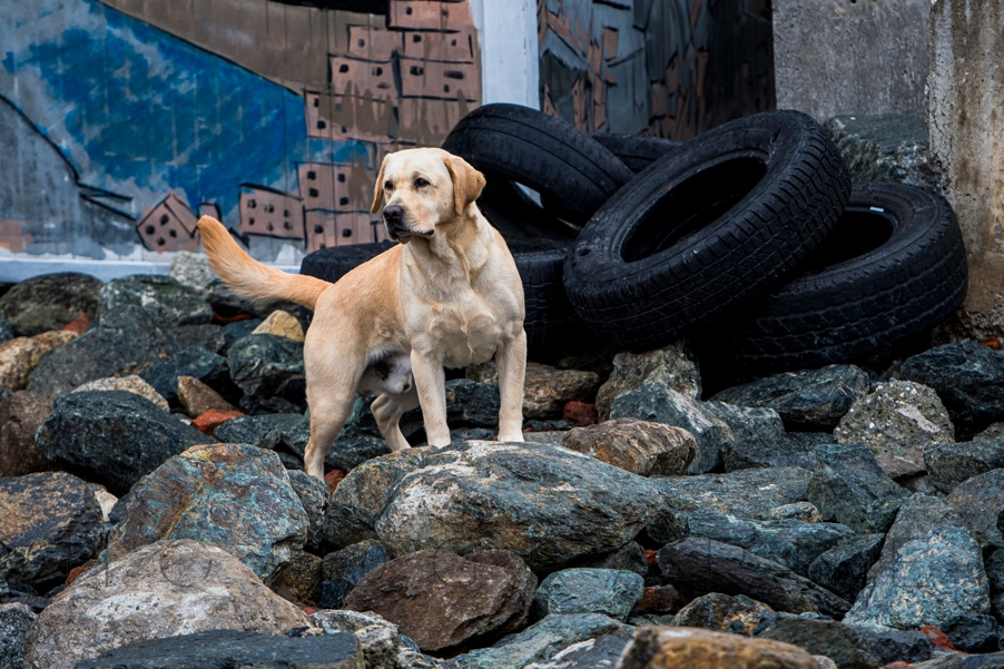 pixelbin-ai-editor-1766526881626