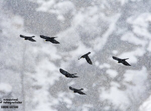 bd61379c-50b3-45c0-b433-5deb1465cb6c