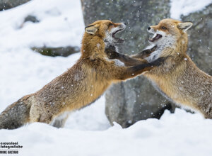 061a3a2e-dc41-45b4-8e32-08c7172223cf