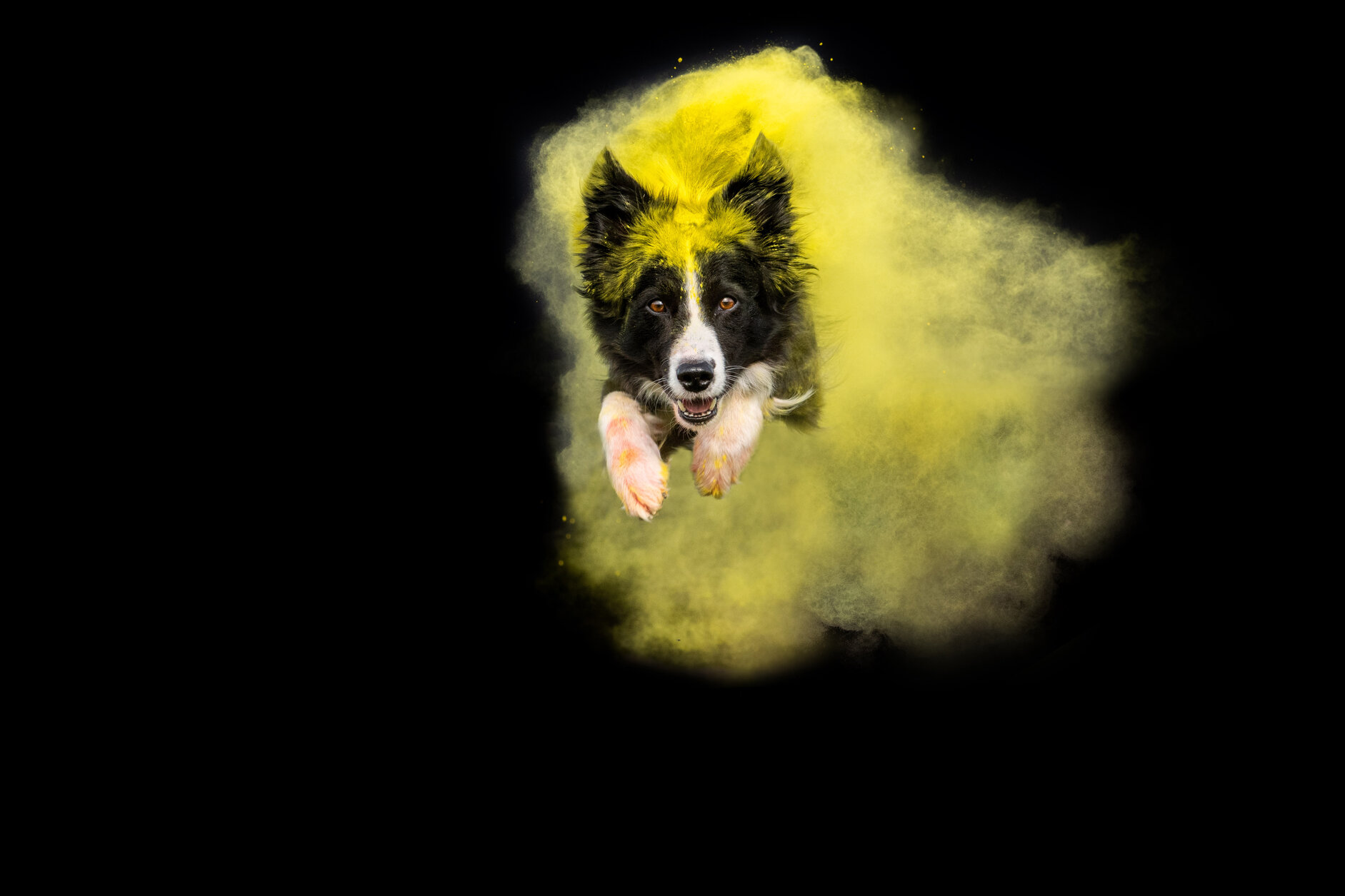 bgiallo.jpeg
