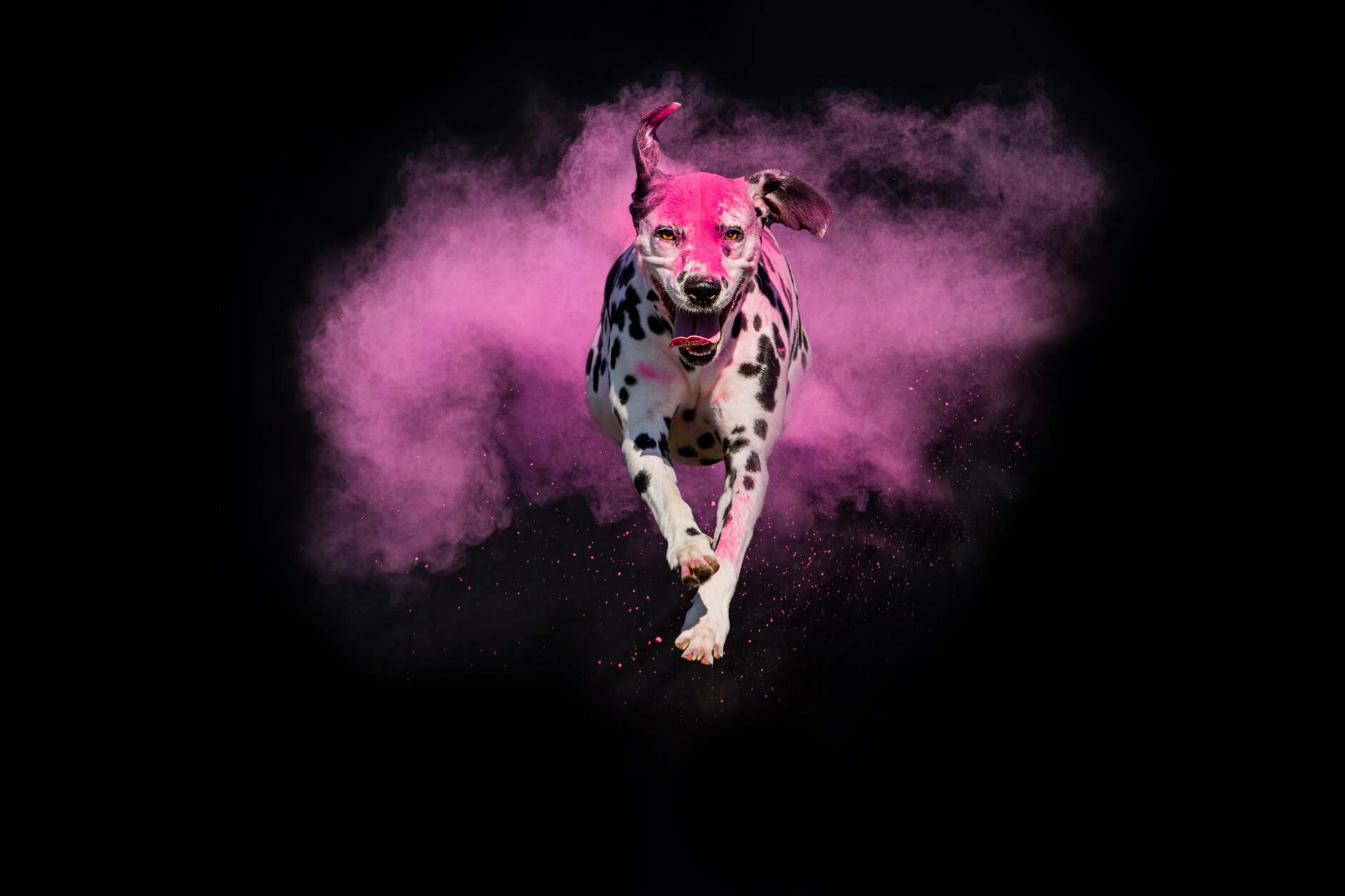 dalmata1.jpeg