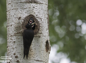 b32aaf8d-726b-4251-bdcf-ba13eb1435e1