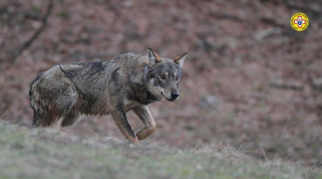 15 ottobre 2021. Riserva di Sasso Fratino (FC). Avventura a lieto fine per due escursionisti.