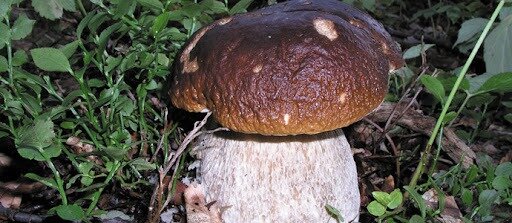 FUNGHI E FUNGAIOLI - Come vestirsi e cosa mettere nello zaino.