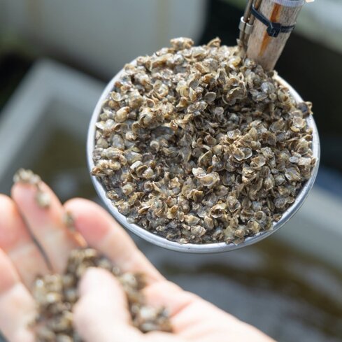 seme1.jpeg seme1.jpeg