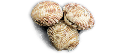 tartufo di mare tartufo di mare