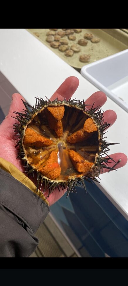 riccio1.jpeg riccio1.jpeg