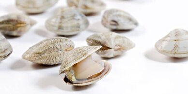 lupini.jpeg lupini.jpeg