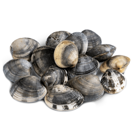 vongola_verace_h-600x600 vongola_verace_h-600x600