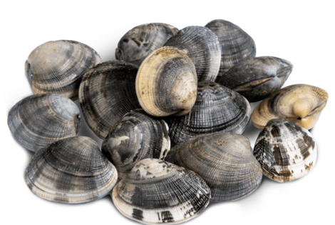 tartufo%20di%20mare tartufo%20di%20mare