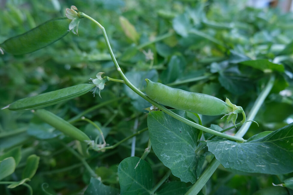 portfolio 3° patrizia casadei 04.jpeg