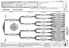 pedigree batman forever of wolf point jpg.jpeg