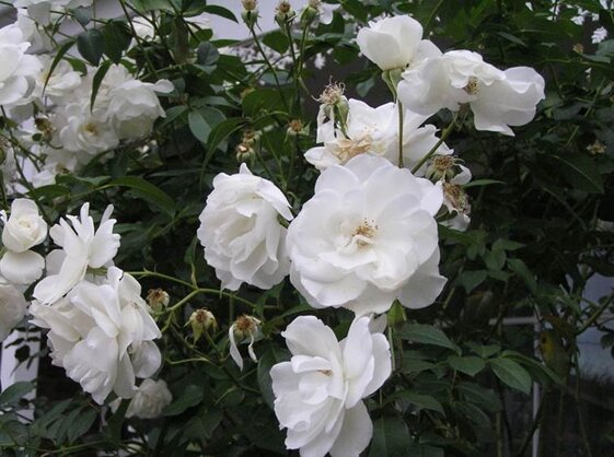 d0910f1b-9a40-4167-84fd-e7e63b4c5ee3