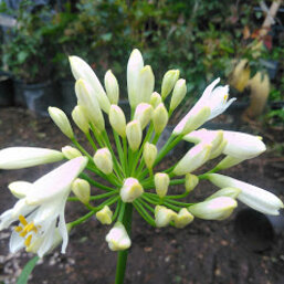 49df1b79-1dec-4875-aefd-ef935fe522d9