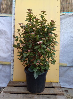 ab381578-abc0-4e40-9de9-781aea358ca5