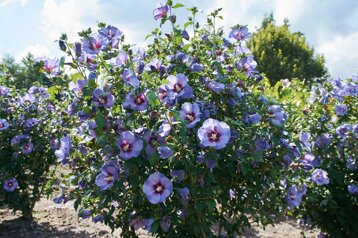 be39d6ff-dc84-460f-ae9c-ea2762f212fd be39d6ff-dc84-460f-ae9c-ea2762f212fd