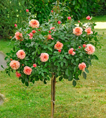 113e142c-0fd4-4feb-9d0d-c4b65903c6b6 113e142c-0fd4-4feb-9d0d-c4b65903c6b6