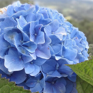 99a87dec-e49a-42ef-81d8-61a6809ccab8