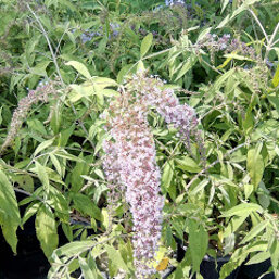 9c7e2ad0-f178-47ec-af01-d1dc779e283e