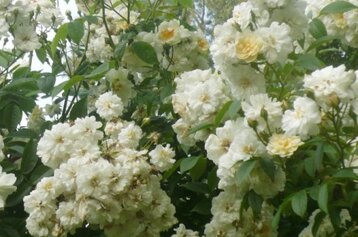 8f18db1e-6f31-4a2f-ae4c-416ccf5cc027 8f18db1e-6f31-4a2f-ae4c-416ccf5cc027