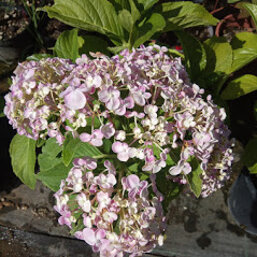 86e07fc1-ecf9-4830-8763-9fdee29b19f9