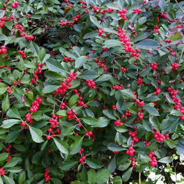 9ba58c36-e431-4209-9403-011ca9f88686