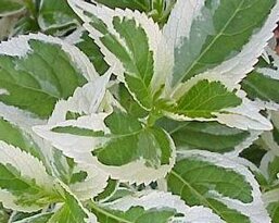 4aac1c3e-daf6-4451-a4c0-49d03ff5691f