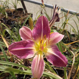 81af79c4-c9bd-43be-b926-c753db6d9e90