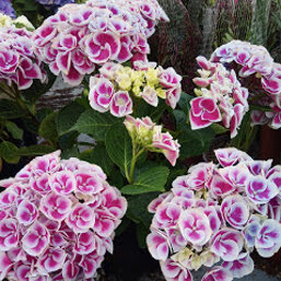 923502b6-c751-497c-97af-f2f92438bc17