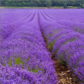 251ca511-d857-4960-beab-a7e58f686073