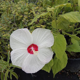 405335f9-9c19-4faa-b648-797c3160f65f