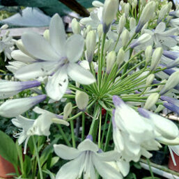 434adafd-eee5-4642-b08b-8604a04a237a