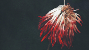 52113006-c854-4f02-bc62-23f8b7809bdf