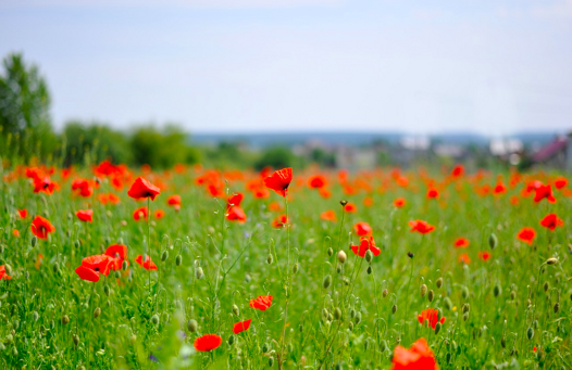 e747fdfb-8e54-458e-91d6-d71253c2b52d