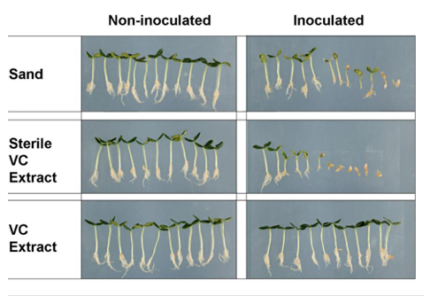 Studi universitari sull'efficacia del vermicompost Studi universitari sull'efficacia del vermicompost