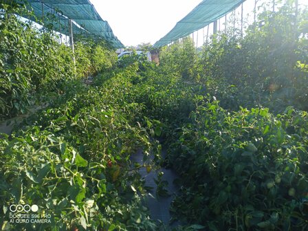 img_20220706_074259_771.jpeg img_20220706_074259_771.jpeg