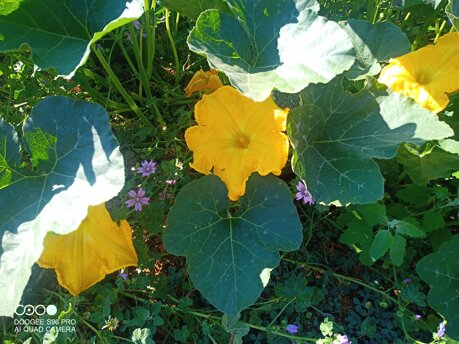 img_20220708_082644_155.jpeg img_20220708_082644_155.jpeg