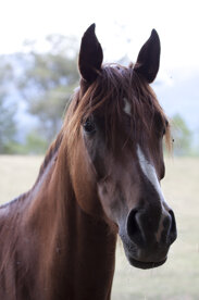 giovane cavallo giovane cavallo